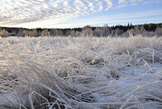 Meadow with frosty grass and weak light from the Midwinter sun, forest in background and blue sky with some clouds, picture from the North of Sweden.