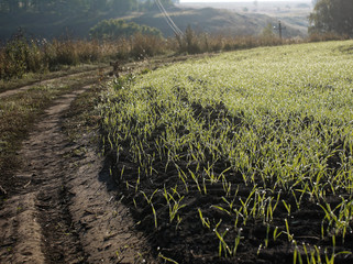 Field with wheat germ