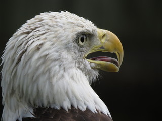 Bald Eagle side profile portrait