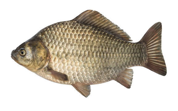 raw fish crucian carp isolated on the white background, isolated