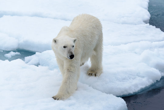 Polar bear