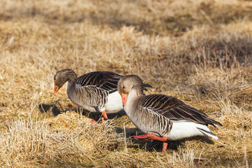 Greylag Goose