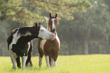 American Paint Horses touch muzzles in play © Mark J. Barrett