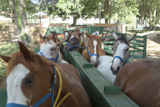 Mare horses penned and awaiting vet exam for ovulation