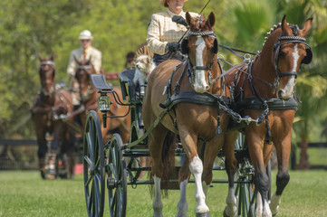 combined driving horse competition pair