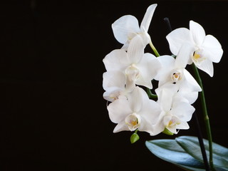 Fototapeta na wymiar Weisse Orchideenrispe