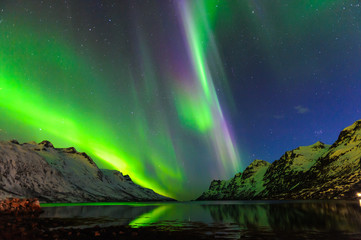Obraz premium The polar lights in Norway . Ersfjord. Tromso