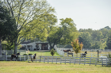 Small horse farm, barn, paddocks,horses,rural,Tennessee © Mark J. Barrett