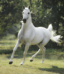 Obraz na płótnie Canvas Arabian horse stallion