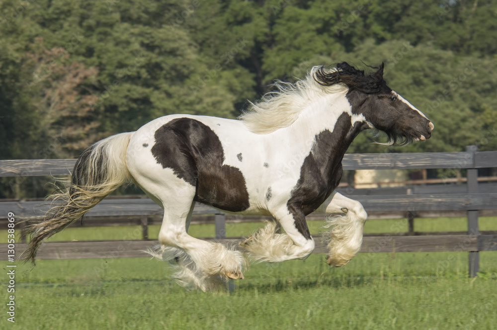 Canvas Prints Gypsy vanner Horse stallion