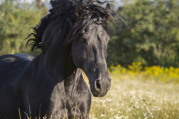 Friesian horse stallion running in wildflower meadow
