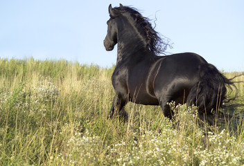 Friesian horse runs across wildflower meadow