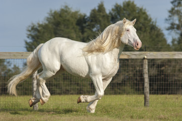Obraz na płótnie Canvas American White Draft Horse