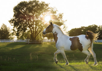 Obraz na płótnie Canvas Paint horse trots across backlit pasture with sun through large Oak tree.