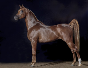 Arabian horse stallion on black background