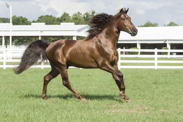 Missouri Fox Trotter stallion horse