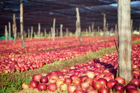 Italian typical apples
