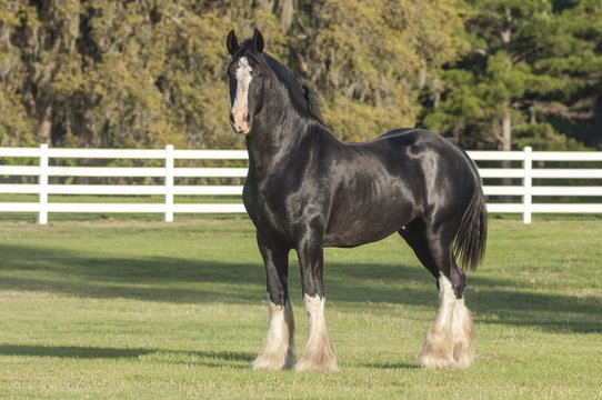 Shire Draft Horse stallion