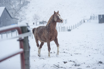 Warmblood stallion in snow