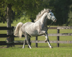 Obraz na płótnie Canvas Four year old Lucitano stallion runs