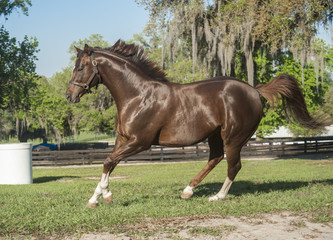 Thoroughbred horse stallion running