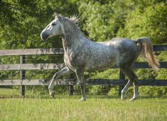 Fototapeta na wymiar Four year old Lucitano stallion trots