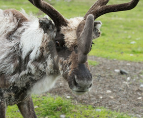 This large reindeer is molting during the summer so his coat is very rough and mottled looking. He has a large rack of antlers in a green summer pasture. Norway.Tromso Lapland