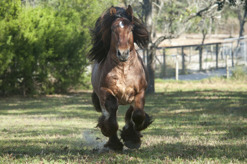 Ardennes horse stallion running to us