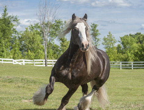 Gypsy Vanner horse stallion running to us