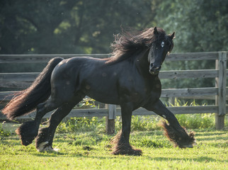 Black Gypsy Vanner stallion running