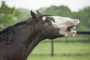 Fototapeta premium Gypsy horse stallion comical expression