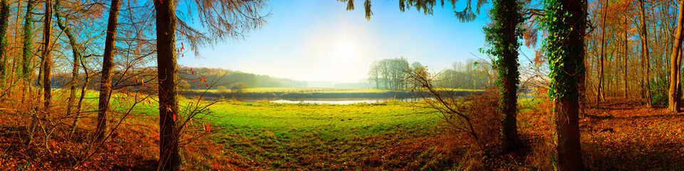 Obraz na płótnie Canvas Wald im Herbst mit Blick auf eine grüne Wiese im Sonnenschein