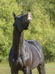 Warmblood stallion horse doing flehmen sniff