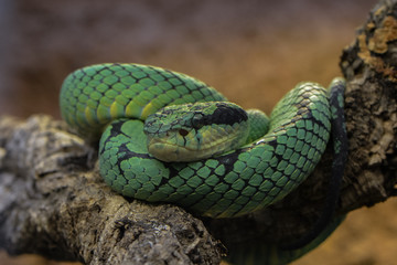 Ceylon Lanzenotter auf ihrem Schlafplatz