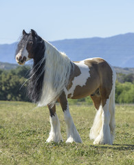 Gypsy cob horse in paddock