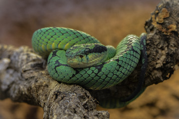 Ceylon Lanzenotter auf ihrem Schlafplatz