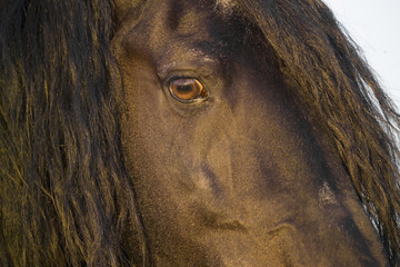 Friesian Horse eye detail