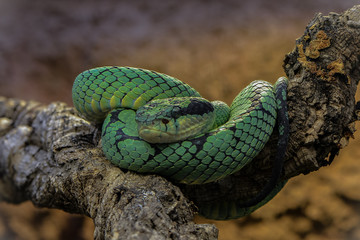 Ceylon Lanzenotter auf ihrem Schlafplatz