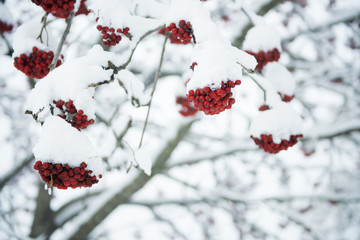 rowan tree under the snow