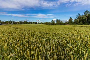 Wheat field in Western Finland