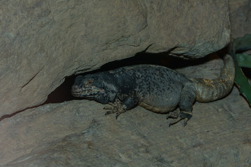 Chuckwalla in der Felsenspalte