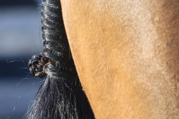 Closeup detail of finly braided show horse tail