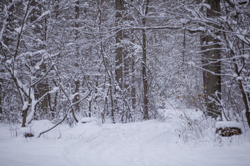 road through frozen forest with snow