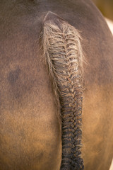 Closeup detail of finly braided show horse tail