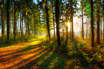 Weg durch den Wald bei strahlendem Sonnenschein