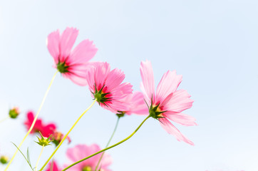 Pink cosmos with light blue sky background