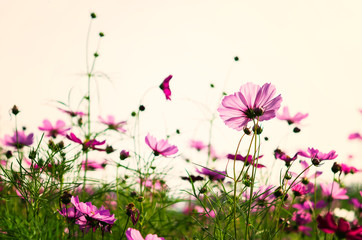 PInk cosmos flowers shooting in the evening time
