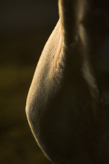 Detail on Horse shoulder backlit on black