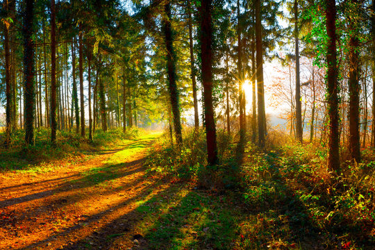 Fototapeta Weg durch den Wald bei strahlendem Sonnenschein