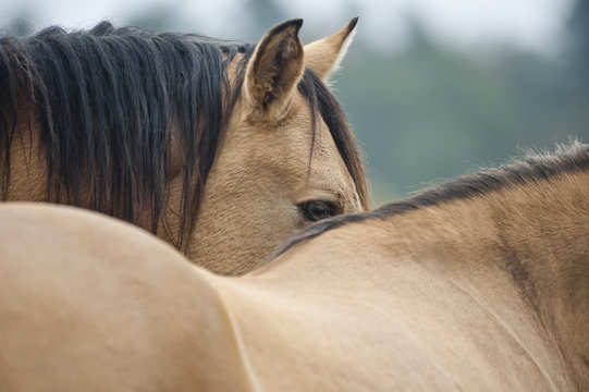 Horse eye and shoulder 